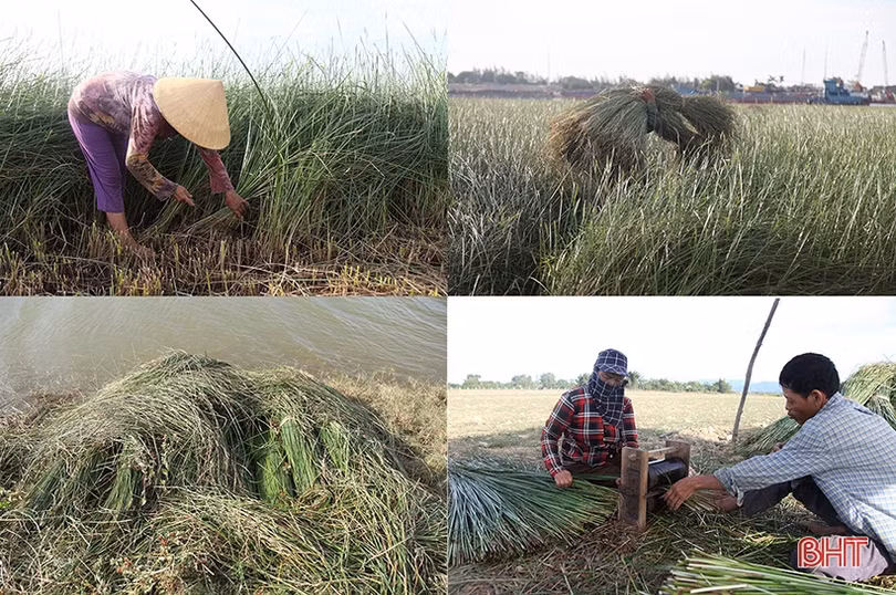 Người dân “ốc đảo” ở Hà Tĩnh tất bật thu hoạch cói trong niềm vui được giá