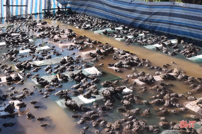 Nuôi ếch khép kín, lãi từ giống đến thịt thương phẩm