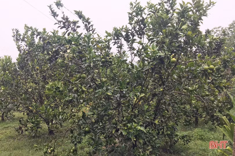 Theo dõi sát diễn biến thời tiết, xây dựng phương án ứng phó khi xảy ra tình huống bất thường