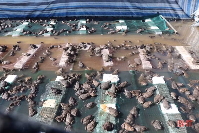 Nuôi ếch khép kín, lãi từ giống đến thịt thương phẩm