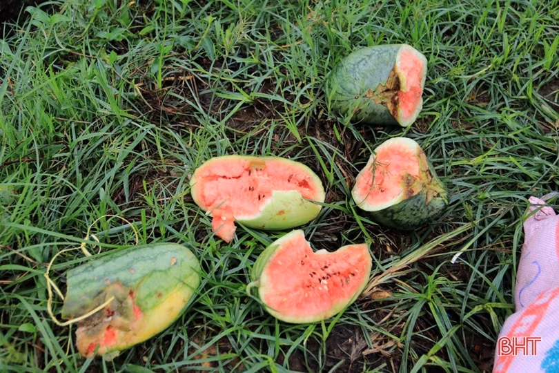 Ảnh hưởng bão số 2, hơn 1.700 ha lúa, 5 ha dưa hấu ở Kỳ Anh bị hư hại