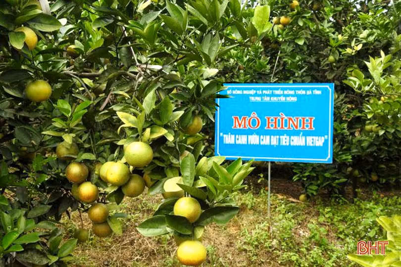 Khám phá trang trại cam Khe Xai ở vùng thượng Kỳ Anh