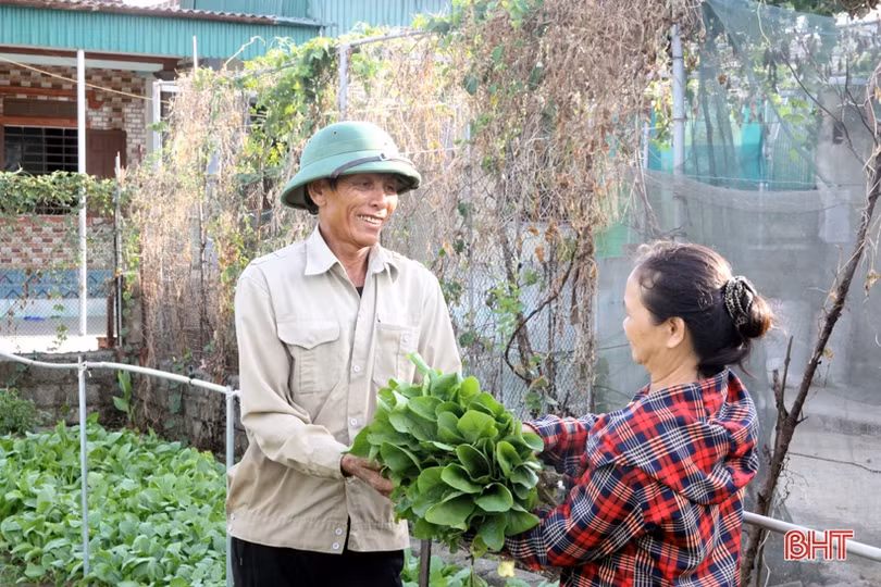 Bí quyết giữ vườn rau sạch, xanh mướt trong mùa nắng của nông dân Hà Tĩnh