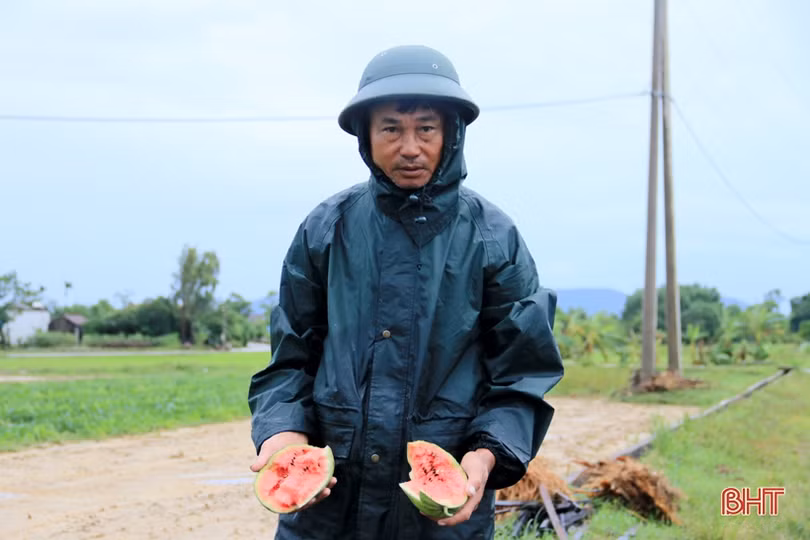 Ảnh hưởng bão số 2, hơn 1.700 ha lúa, 5 ha dưa hấu ở Kỳ Anh bị hư hại