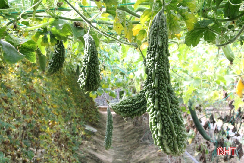 Bí quyết giữ vườn rau sạch, xanh mướt trong mùa nắng của nông dân Hà Tĩnh