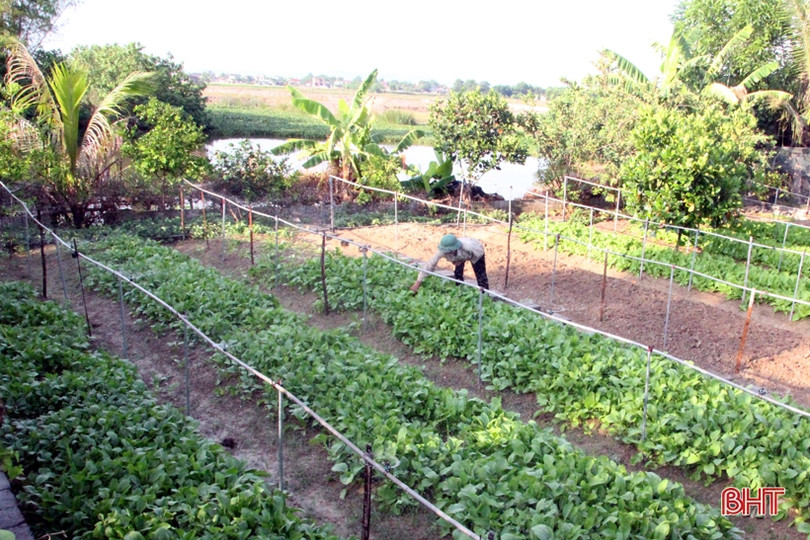 Bí quyết giữ vườn rau sạch, xanh mướt trong mùa nắng của nông dân Hà Tĩnh