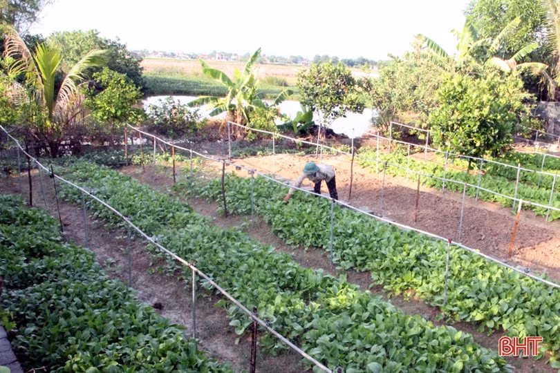 Bí quyết giữ vườn rau sạch, xanh mướt trong mùa nắng của nông dân Hà Tĩnh