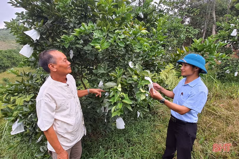 Khám phá trang trại cam Khe Xai ở vùng thượng Kỳ Anh
