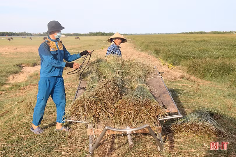 Người dân “ốc đảo” ở Hà Tĩnh tất bật thu hoạch cói trong niềm vui được giá