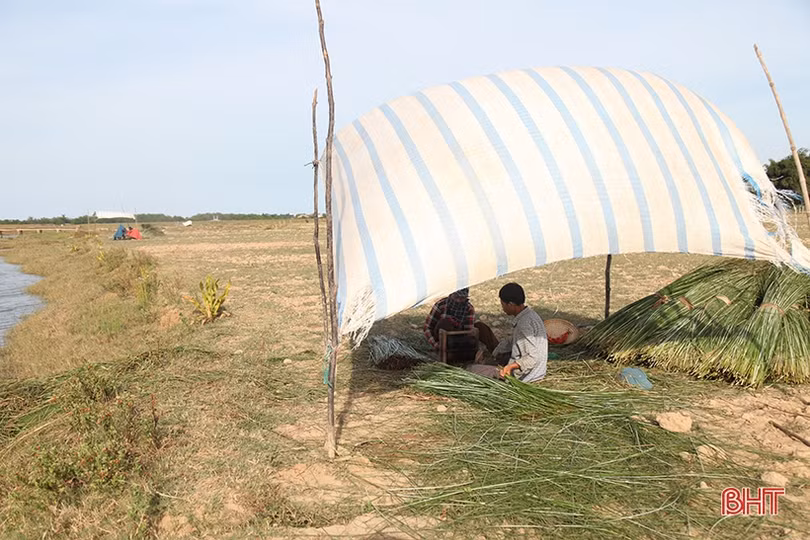 Người dân “ốc đảo” ở Hà Tĩnh tất bật thu hoạch cói trong niềm vui được giá