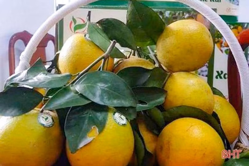 Khám phá trang trại cam Khe Xai ở vùng thượng Kỳ Anh