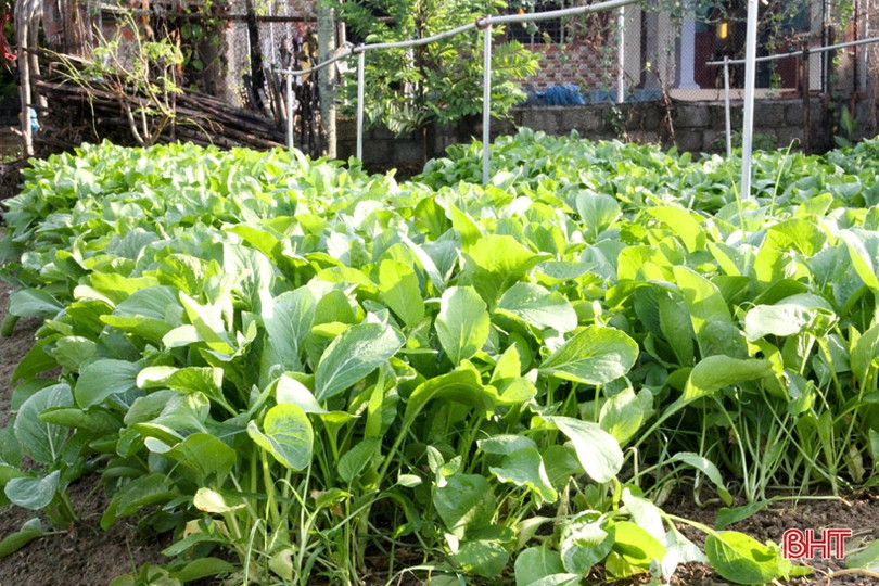 Bí quyết giữ vườn rau sạch, xanh mướt trong mùa nắng của nông dân Hà Tĩnh