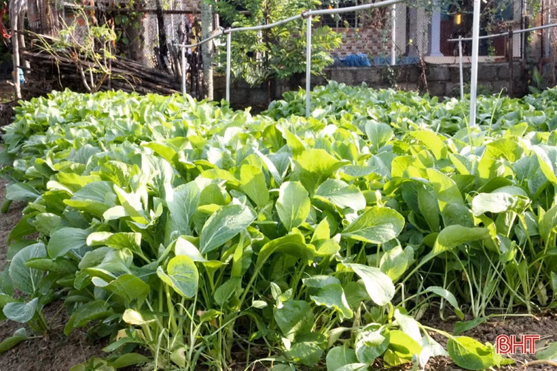 Bí quyết giữ vườn rau sạch, xanh mướt trong mùa nắng của nông dân Hà Tĩnh