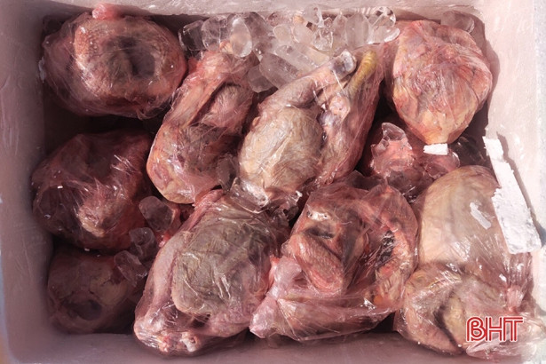 Phát hiện xe ô tô chở 110kg gà không rõ nguồn gốc về tiêu thụ tại Hà Tĩnh