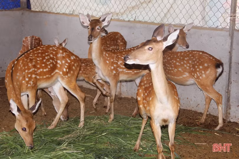 Hương Sơn phát triển các sản phẩm chủ lực thành sản phẩm OCOP