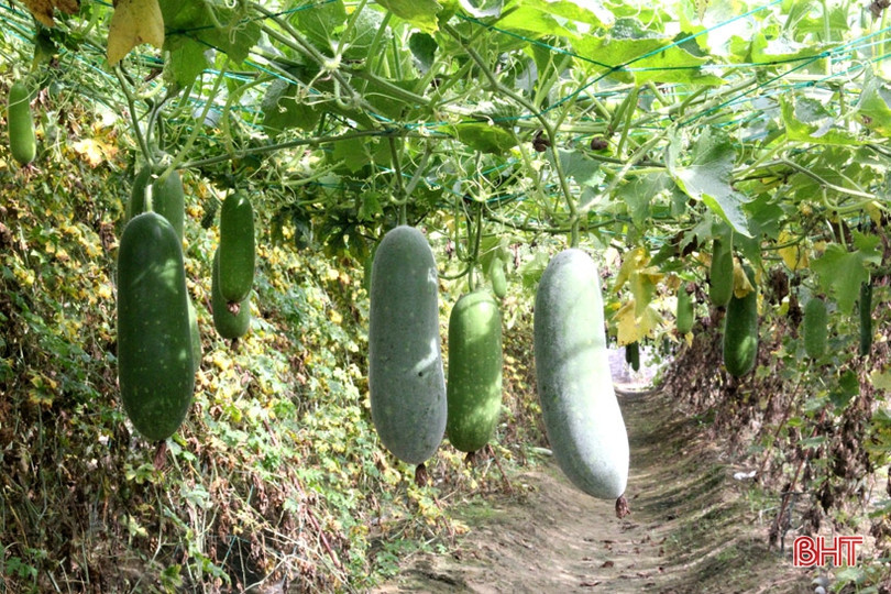 Bí quyết giữ vườn rau sạch, xanh mướt trong mùa nắng của nông dân Hà Tĩnh