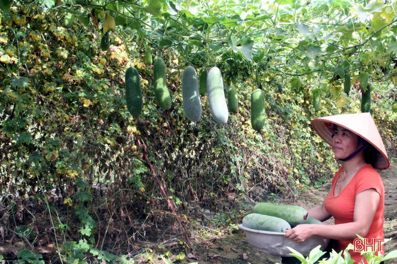 Bí quyết giữ vườn rau sạch, xanh mướt trong mùa nắng của nông dân Hà Tĩnh