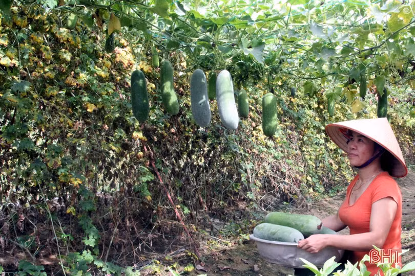 Bí quyết giữ vườn rau sạch, xanh mướt trong mùa nắng của nông dân Hà Tĩnh