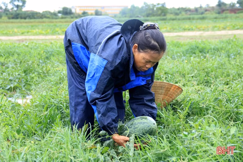 Ảnh hưởng bão số 2, hơn 1.700 ha lúa, 5 ha dưa hấu ở Kỳ Anh bị hư hại
