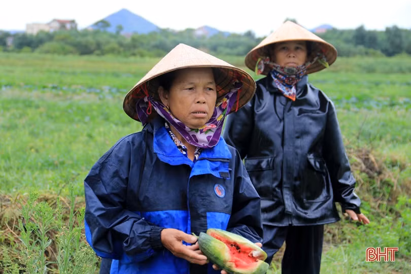 Ảnh hưởng bão số 2, hơn 1.700 ha lúa, 5 ha dưa hấu ở Kỳ Anh bị hư hại