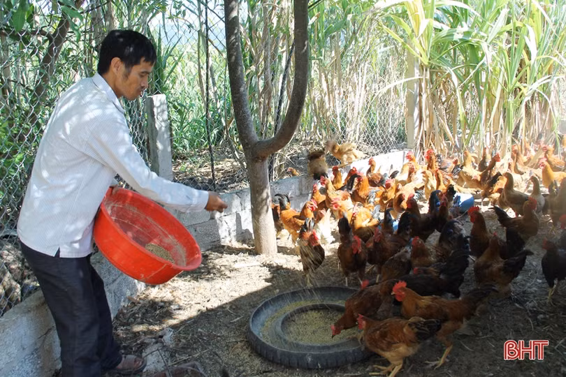 Giám đốc HTX doanh thu hơn 15 tỷ/năm ở Hà Tĩnh khởi nghiệp... từ 2 triệu đồng