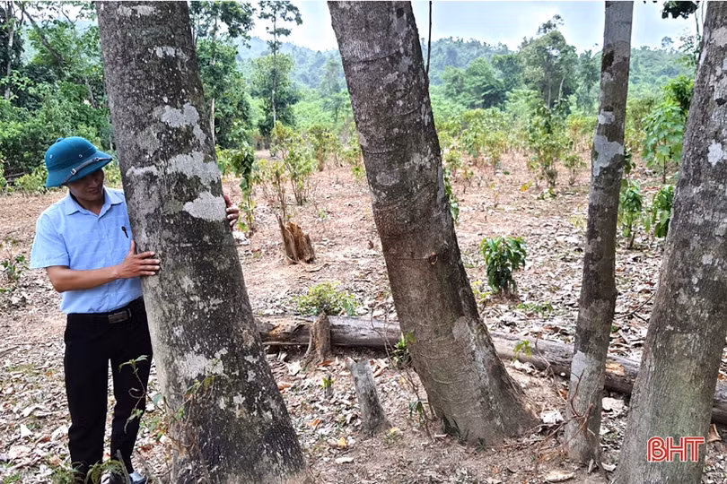 Khám phá trang trại cam Khe Xai ở vùng thượng Kỳ Anh