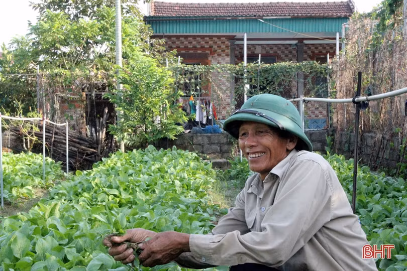 Bí quyết giữ vườn rau sạch, xanh mướt trong mùa nắng của nông dân Hà Tĩnh