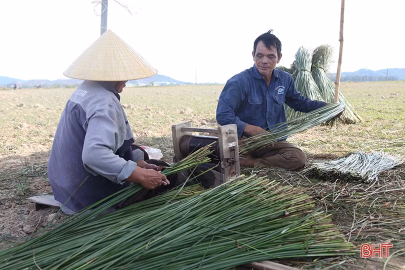 Người dân “ốc đảo” ở Hà Tĩnh tất bật thu hoạch cói trong niềm vui được giá