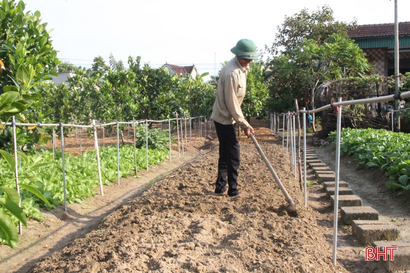 Bí quyết giữ vườn rau sạch, xanh mướt trong mùa nắng của nông dân Hà Tĩnh