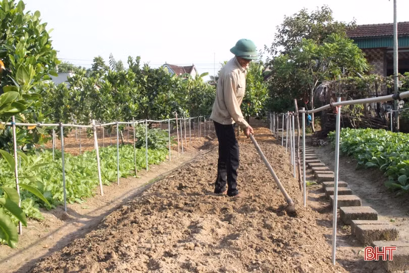 Bí quyết giữ vườn rau sạch, xanh mướt trong mùa nắng của nông dân Hà Tĩnh