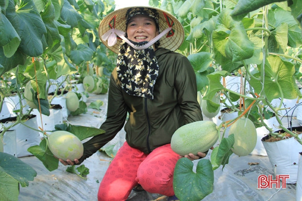 Trồng dưa lưới công nghệ Israel, nông dân Nghi Xuân thu gần 400 triệu đồng sau hơn 2 tháng ảnh 1 Trồng dưa lưới công nghệ Israel, nông dân Nghi Xuân thu gần 400 triệu đồng sau hơn 2 tháng
