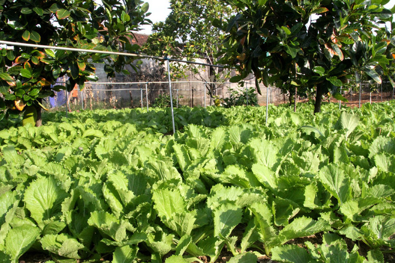 Bí quyết giữ vườn rau sạch, xanh mướt trong mùa nắng của nông dân Hà Tĩnh