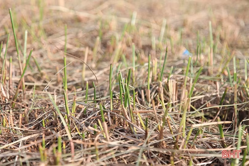 Người dân “ốc đảo” ở Hà Tĩnh tất bật thu hoạch cói trong niềm vui được giá