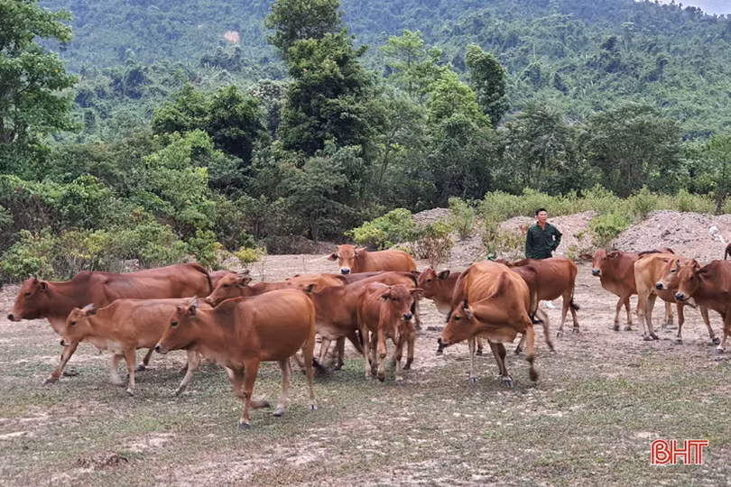 Khám phá trang trại cam Khe Xai ở vùng thượng Kỳ Anh