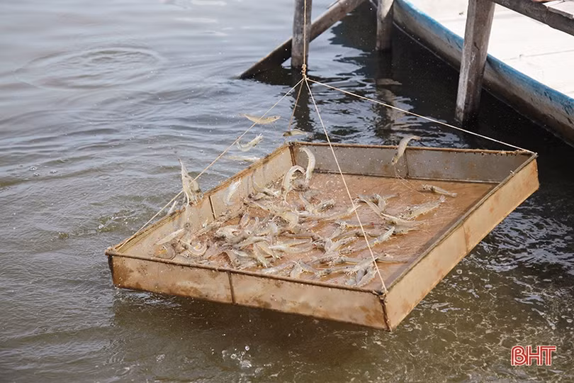 Hạ tầng lưới điện “làm khó” người dân ở khu nuôi trồng thuỷ sản Bãi Rào