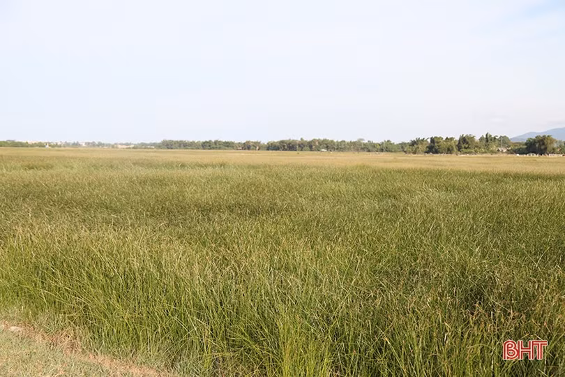 Người dân “ốc đảo” ở Hà Tĩnh tất bật thu hoạch cói trong niềm vui được giá