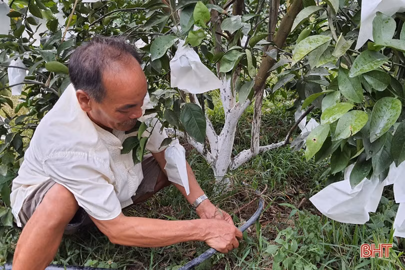 Khám phá trang trại cam Khe Xai ở vùng thượng Kỳ Anh