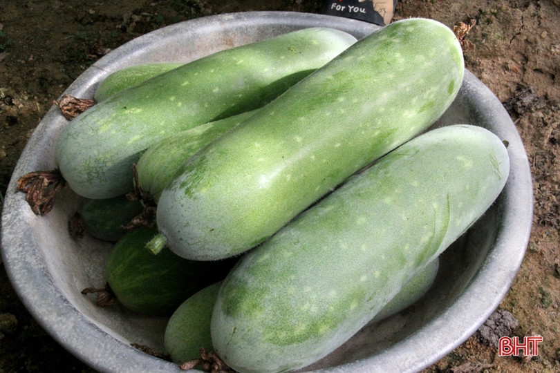 Bí quyết giữ vườn rau sạch, xanh mướt trong mùa nắng của nông dân Hà Tĩnh