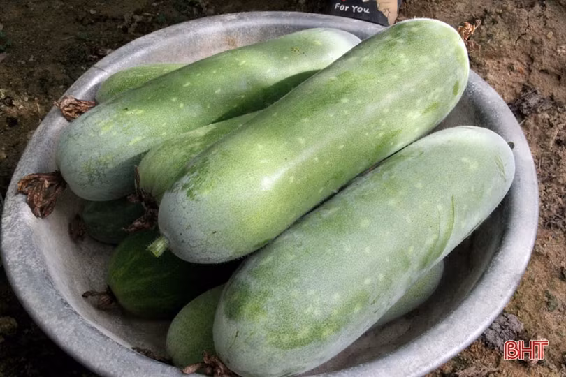 Bí quyết giữ vườn rau sạch, xanh mướt trong mùa nắng của nông dân Hà Tĩnh