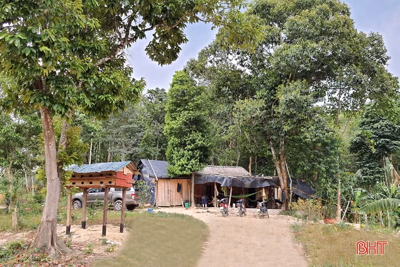 Khám phá trang trại cam Khe Xai ở vùng thượng Kỳ Anh