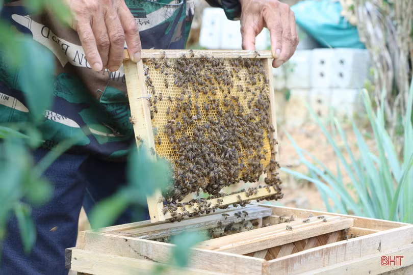 Người dân miền núi Hà Tĩnh phấn khởi vì mật ong được giá