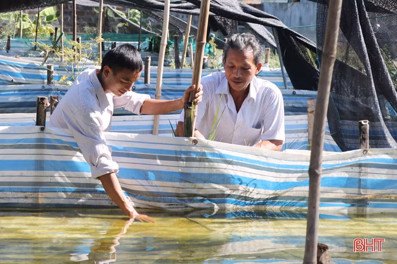 Nuôi ếch khép kín, lãi từ giống đến thịt thương phẩm