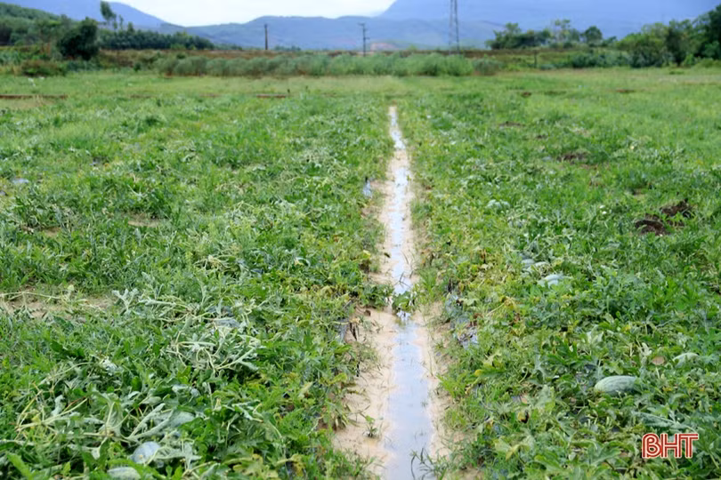 Ảnh hưởng bão số 2, hơn 1.700 ha lúa, 5 ha dưa hấu ở Kỳ Anh bị hư hại