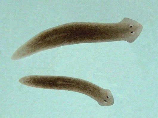 Planaria là loài giun ‘sống dai như đỉa’. 22 ý tưởng công nghệ hứa hẹn thay đổi tương lai
