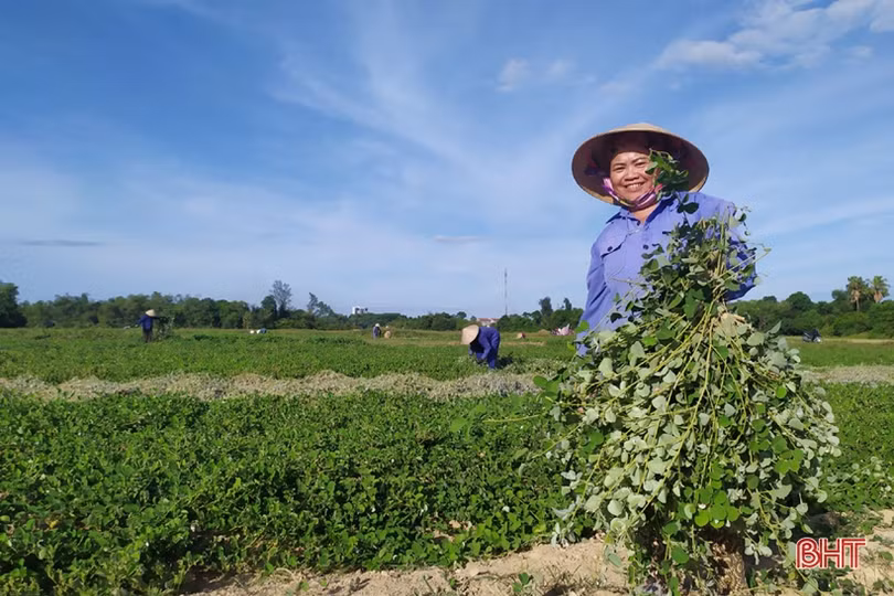 Hadiphar và hành trình vươn ra biển lớn