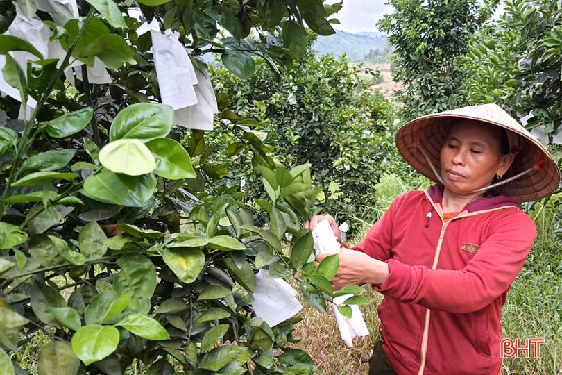 Khám phá trang trại cam Khe Xai ở vùng thượng Kỳ Anh