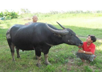 Đây là một chú trâu có "tướng tá" hoàn chỉnh. Ảnh: Internet