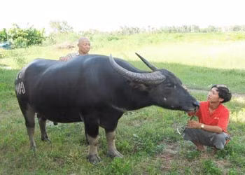 Đây là một chú trâu có "tướng tá" hoàn chỉnh. Ảnh: Internet