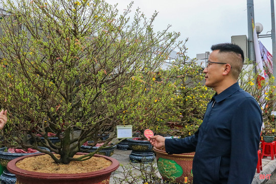 Hoa Tết “ở trọ” ngày xuân