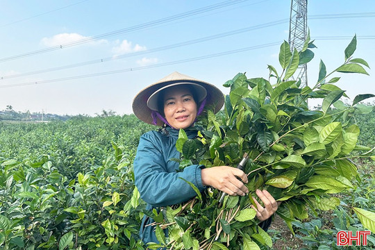 Giá chè xanh tại Hà Tĩnh tăng cao